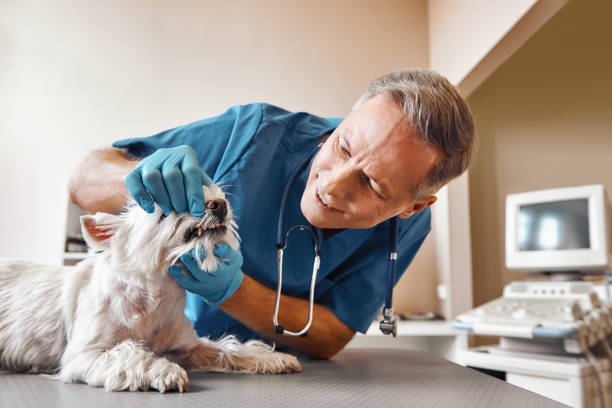 Best Emergency Broken Tooth Repair in Sparks, TX